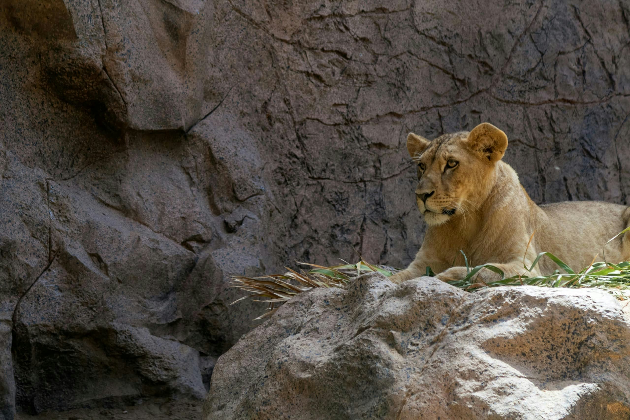 Africantrust Safari gallery image