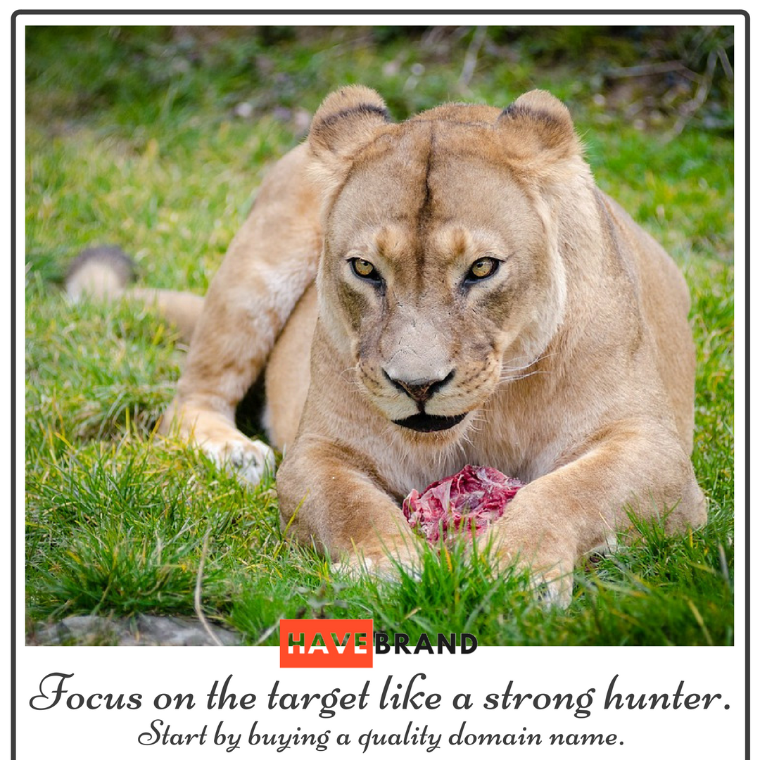 HaveBrand gallery image