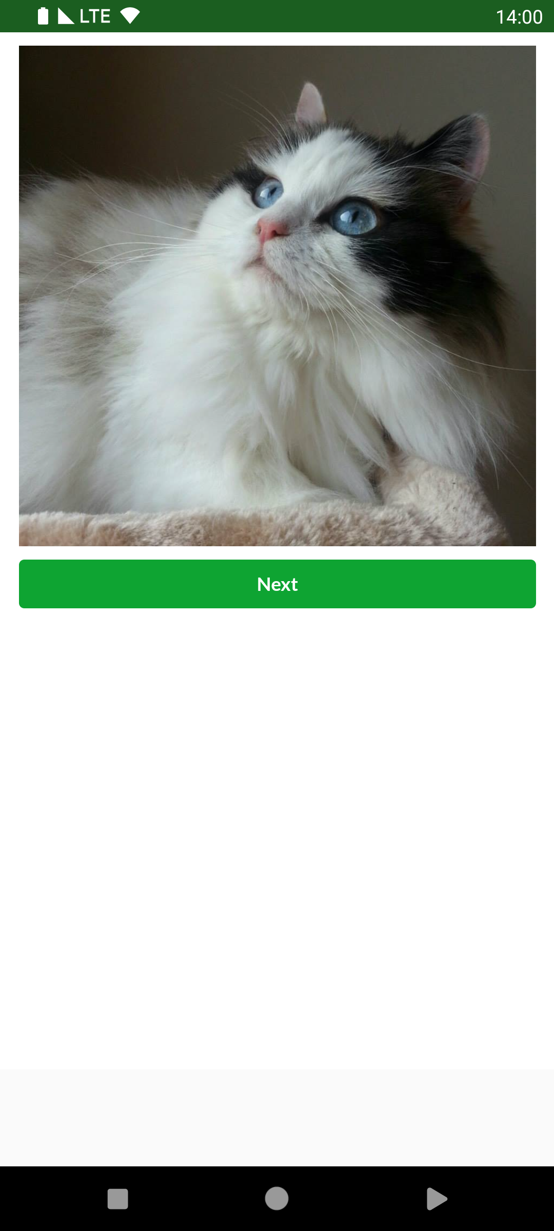Immagini per gatti - Immagini per gatti media 3