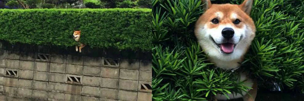 Carmel DeAmicis cover