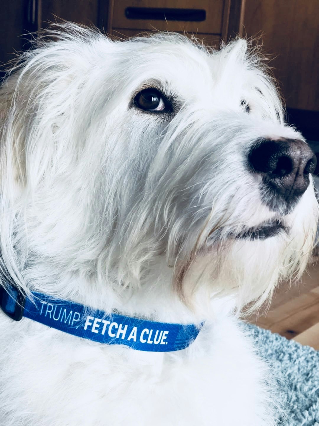 No Treat For Trump gallery image