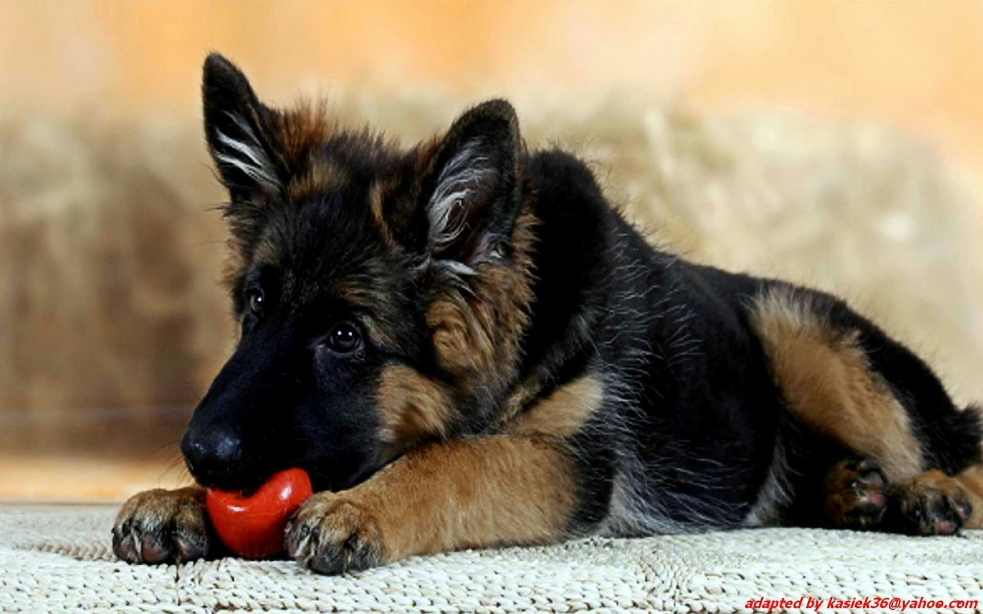 German Shepherd Puppy For Sale