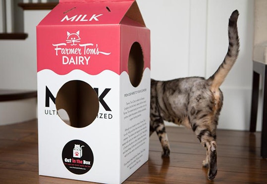 Cat in the Box gallery image