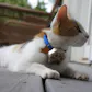 Paw Tracker