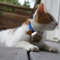 Paw Tracker