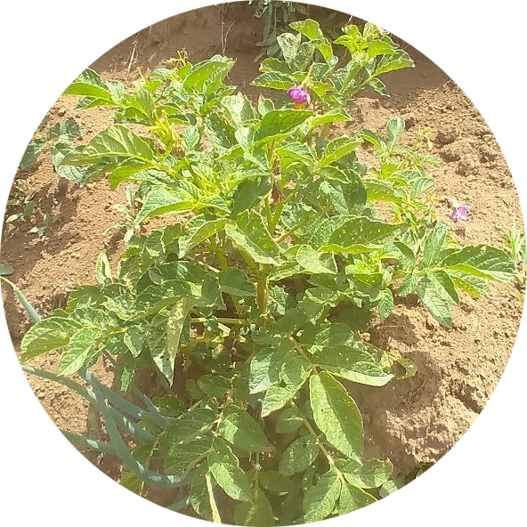 encosecha.com — MVP