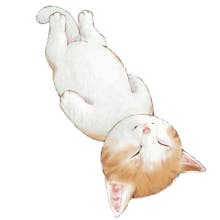 Tang Ping Cat - Memecoin Project gallery image