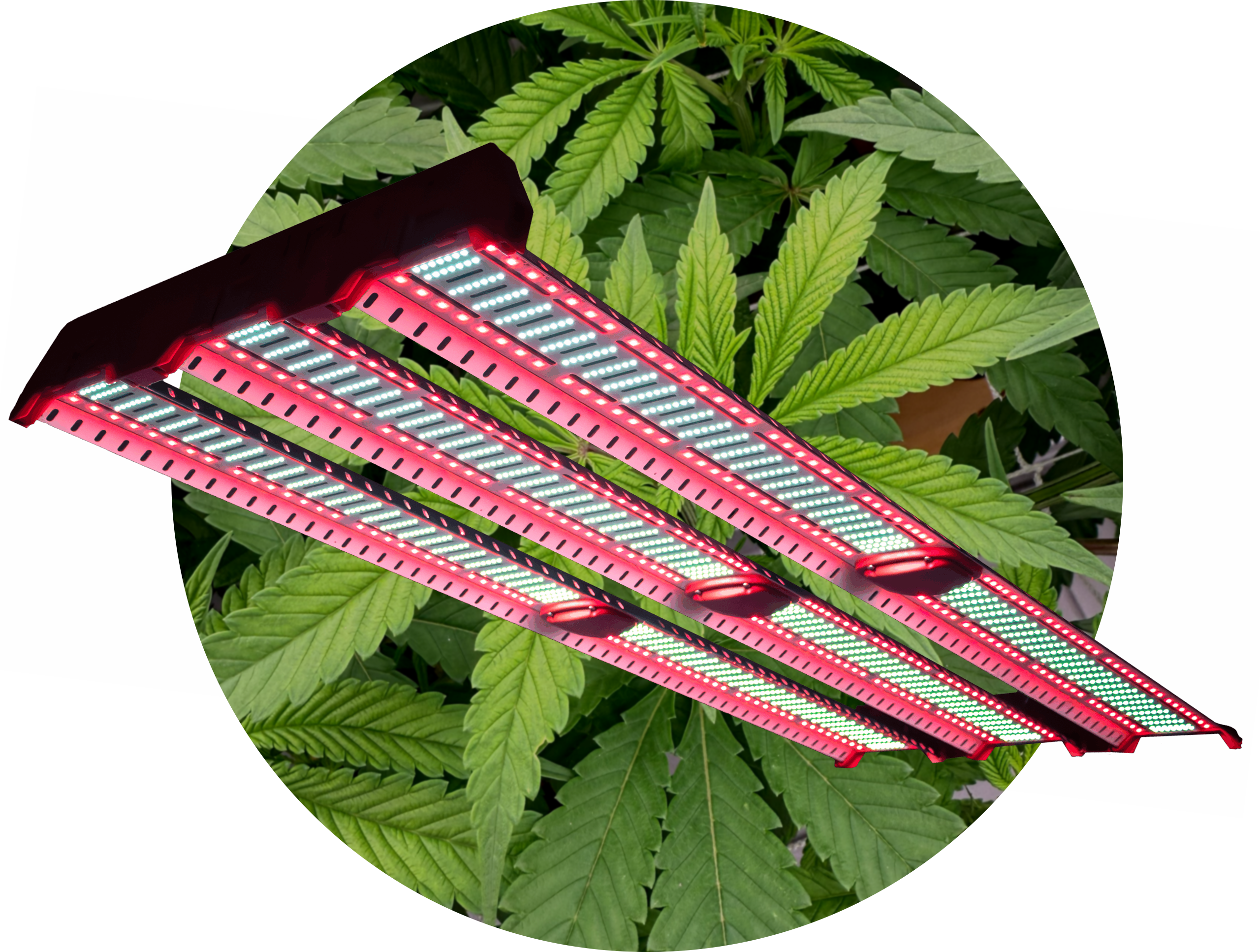 Jumplights® ETS Max Horticultural Light - 동일한 전력에 대한 HPS 고정물의 두 배 미디어 3
