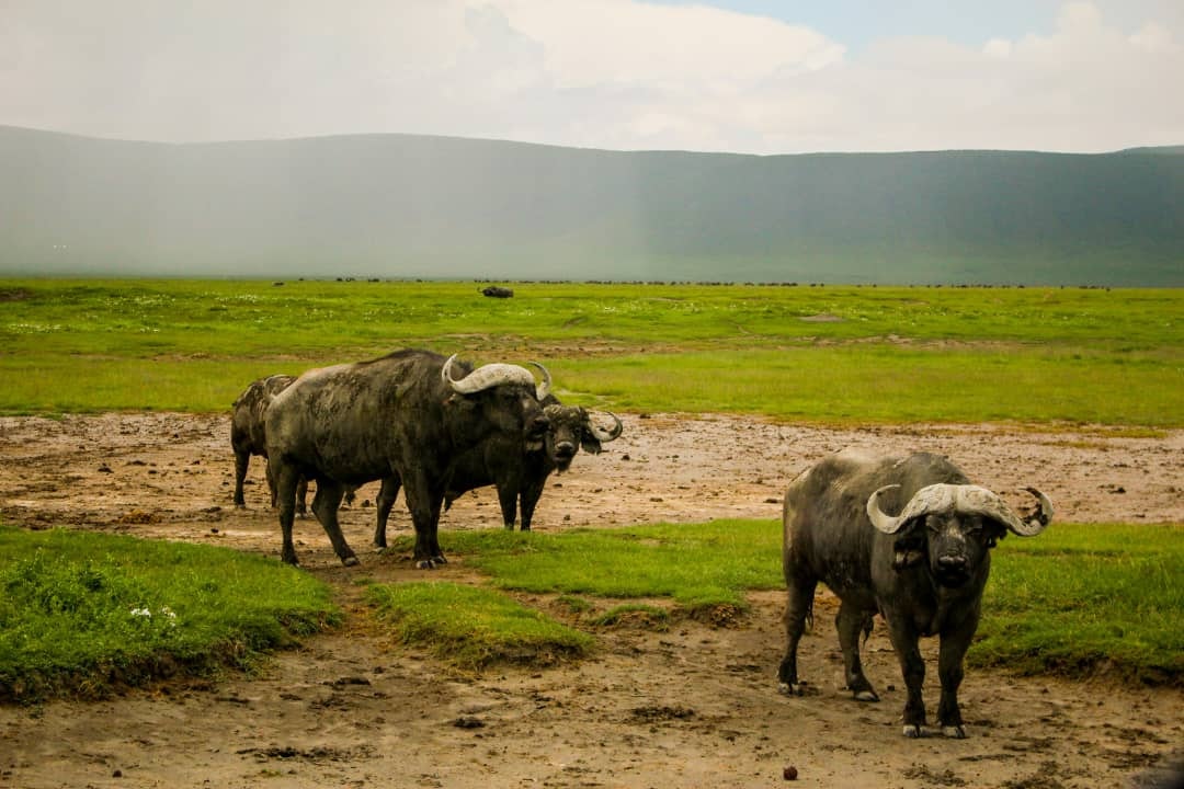 Africantrust Safari gallery image