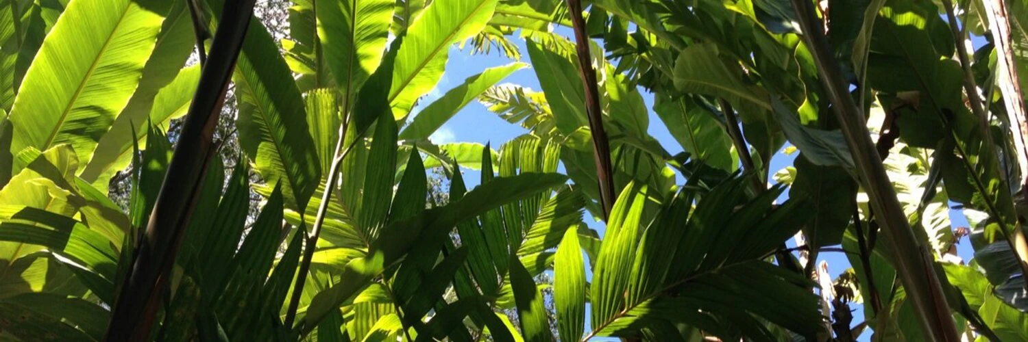 Brenden Mulligan cover