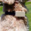 furcast