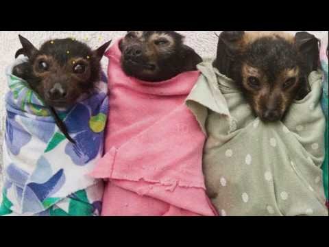 QuizTix: Animal Pics gallery image