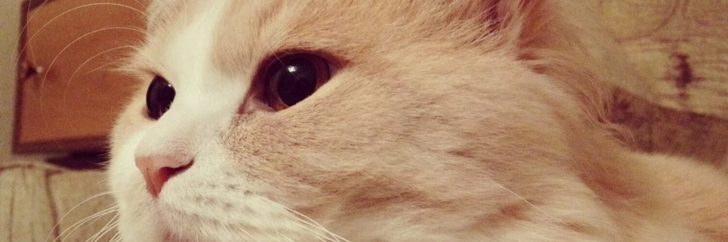 Andrew Davidenko cover