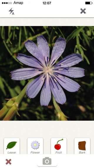 PlantNet gallery image