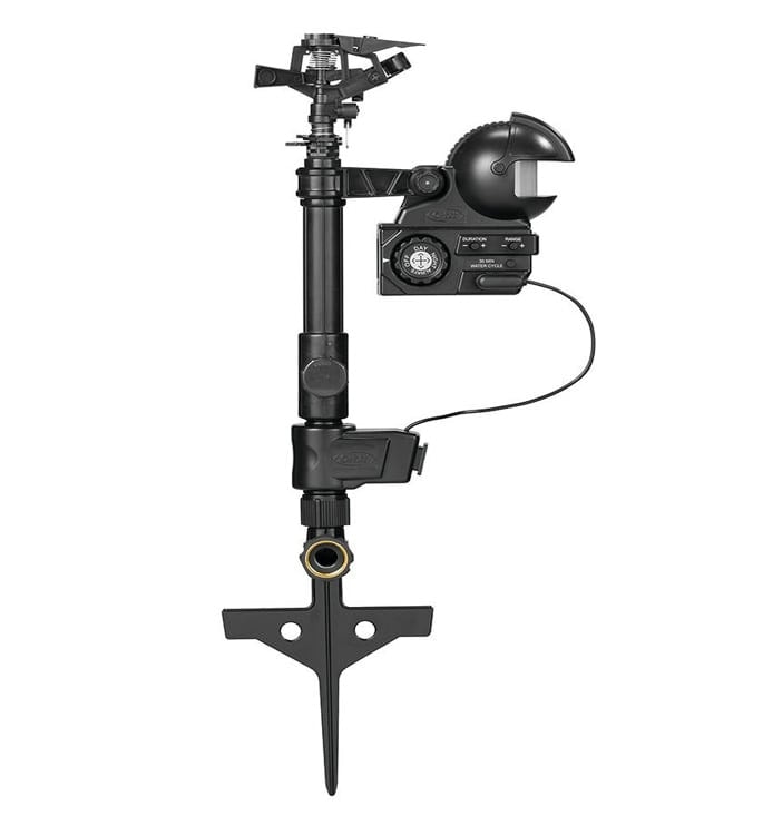 Lucky Bamboo 7 Stalk Curly – Small – (Indoor)