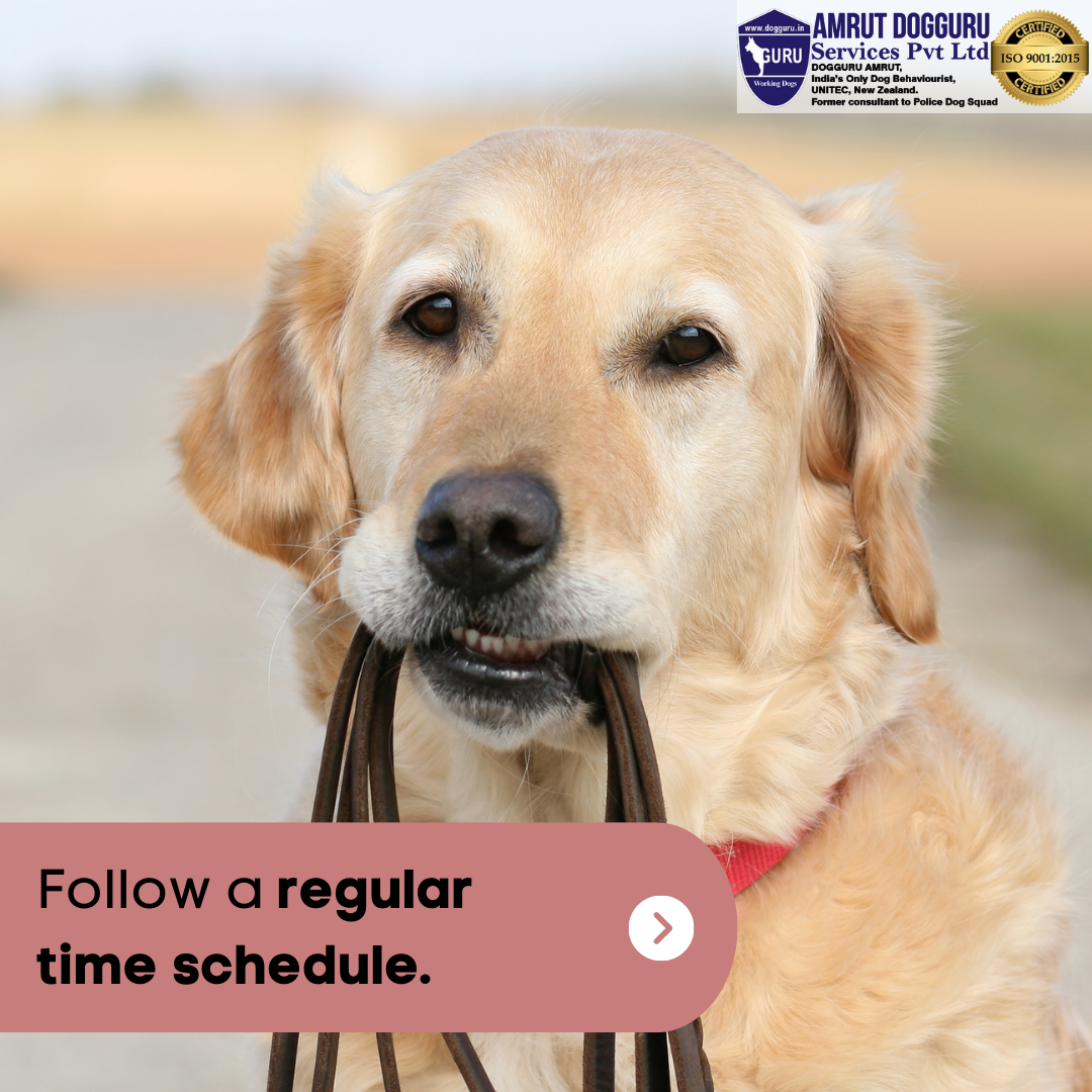 Socialisatietraining voor honden! media 3
