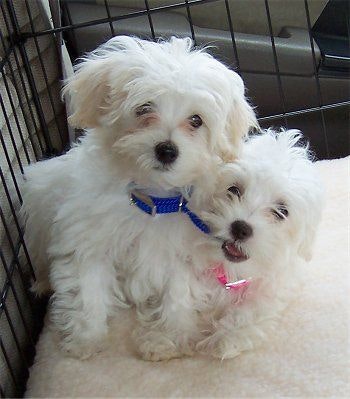Maltipoo puppies for sale in  Australia  media 1
