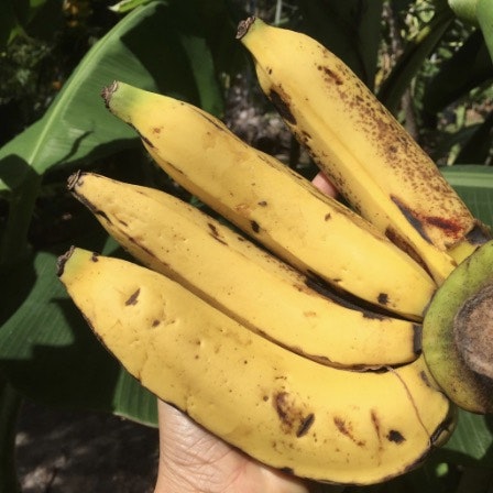 Is this Banana Ripe?