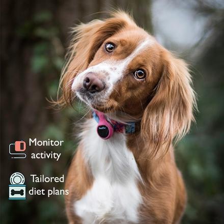 PoochPlay gallery image