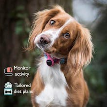 PoochPlay gallery image