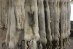 Le processus de fourrure de bronzage: techniques. media 3