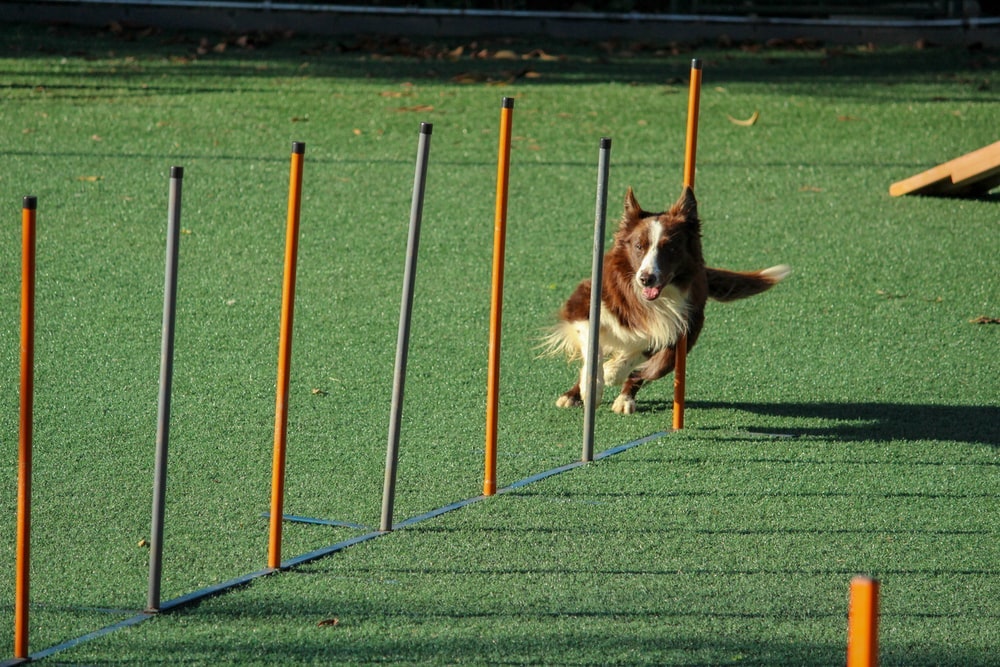 Training Your Dog gallery image