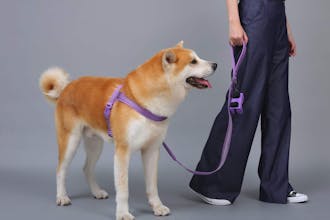 Harness, Leash, Pop bag gallery image