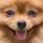 Wagcam