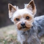 Nesta Hub - Gratis petcalculators & naamgeneratoren media 1