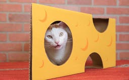 Cat in the Box media 1