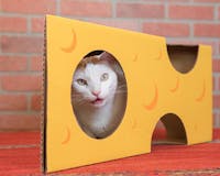 Cat in the Box media 1