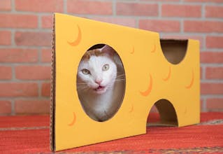 Cat in the Box gallery image