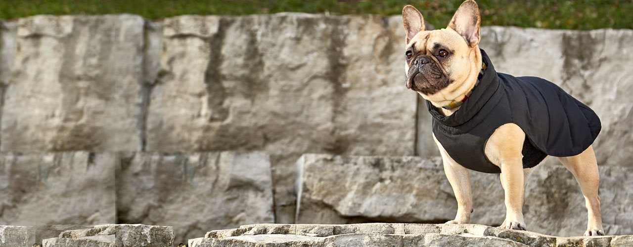 The 5-Second Dog Parka gallery image