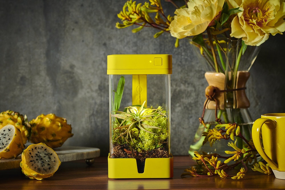 OrchidBox Smart Mini Terrarium 🌱 gallery image
