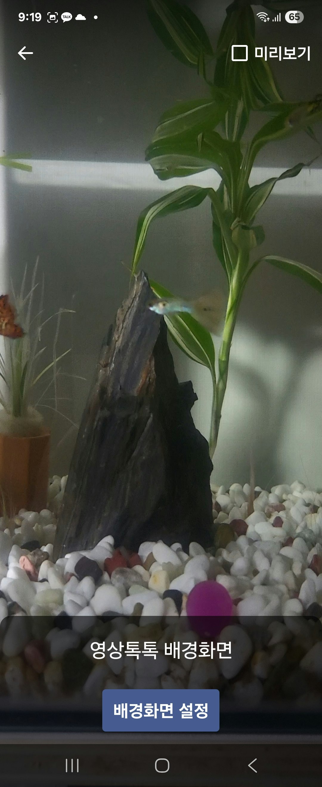 VideoWall: Live Video Wallpaper - Screenshot 3 showing product features and functionality