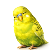 Tired Budgie