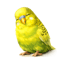 Tired Budgie