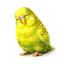 Tired Budgie