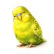 Tired Budgie