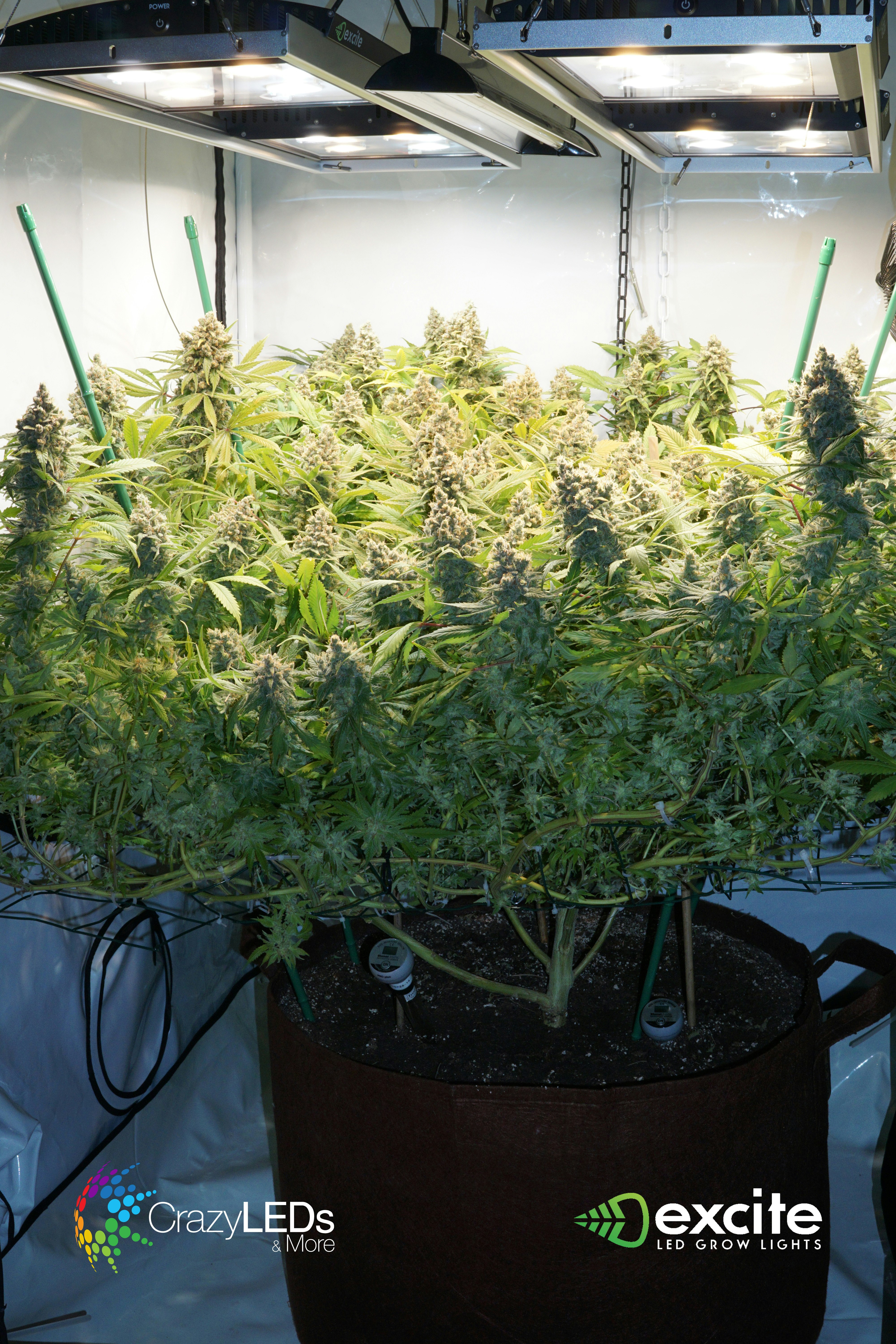 excite LED gallery image