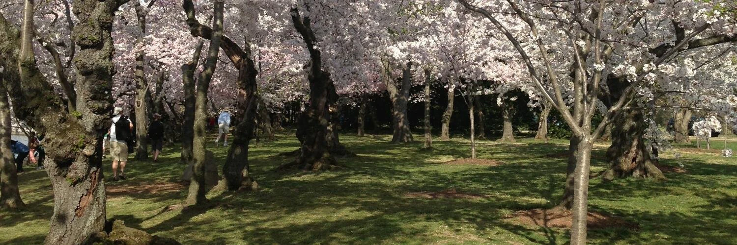 Shahed Amanullah cover