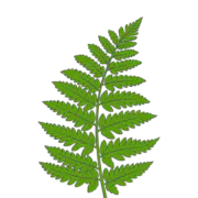 Niguro