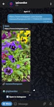 IgGram gallery image