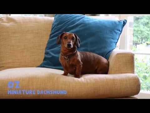 PawSquad gallery image