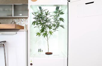 Leaf gallery image
