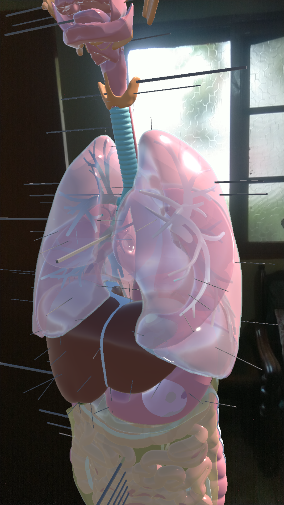 Anatomi Explorer AR - Anatomy Explorer AR etkileşimli bir anatomi öğrenme uygulamasıdır! medya 3