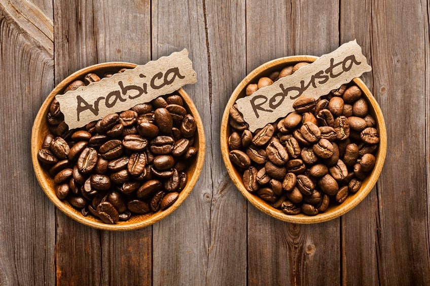Blog SMN - La diferencia entre Robusta y Arábica Coffee media 1