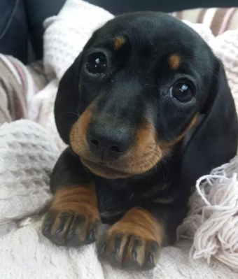 RescueTime gallery image