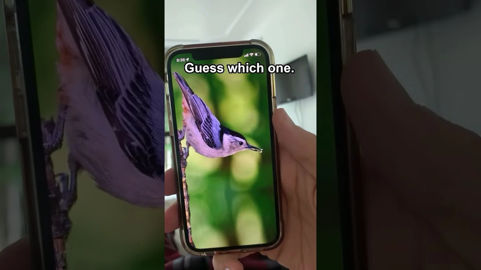 Bird Rise screenshot 1 (video preview)