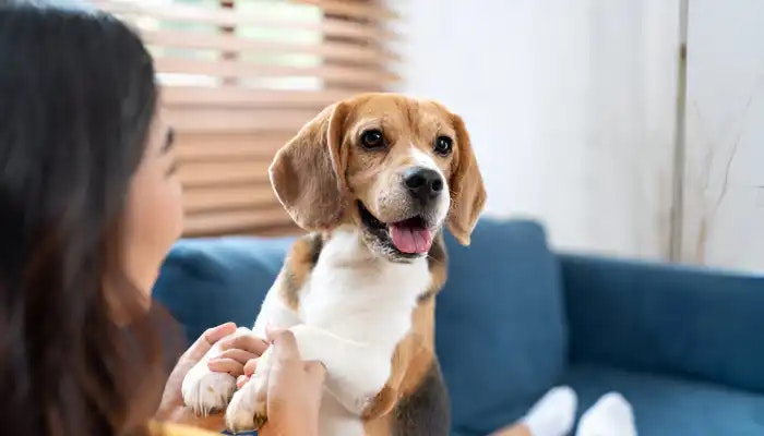 suoni del cane - Traduttore di suoni fischi per cani media 1
